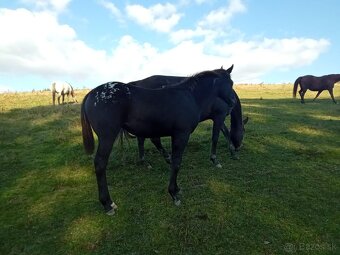 Letošní Appaloosa - 2