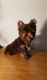 Yorkshirsky terier, biewer, čoko, choco s PP - 2