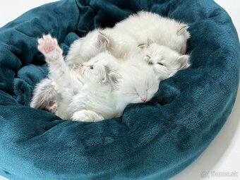 Sibírska mačka - Nevská maškaráda - 2