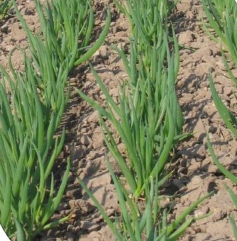 Sibírska cibuľa - 2