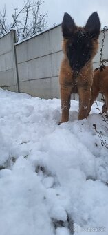 Belgický ovčiak - 2