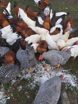 Kohuty amrox,leghorn,hempšír,vlaška striebrokrka,sasex - 2