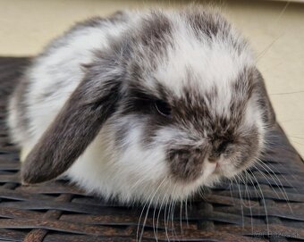 Minilop zakrslý baranček - mláďatko - 2