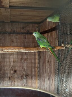 Papagáj nádherný (baraband) - 2