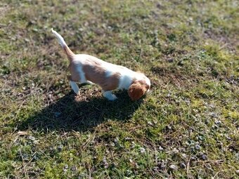 Cavalier charles king spaniel - 2