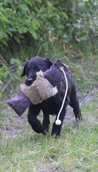 Labrador Retriever - 2