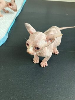 Don Sphynx - 2