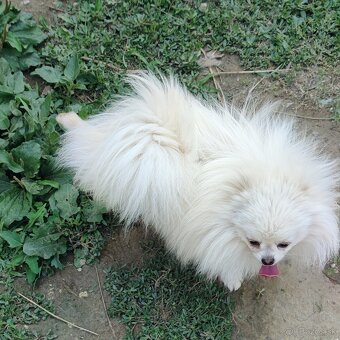 Pomeranian Extra Mini s PP - 2