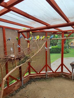 Andulky a holúbky perleťove - 2