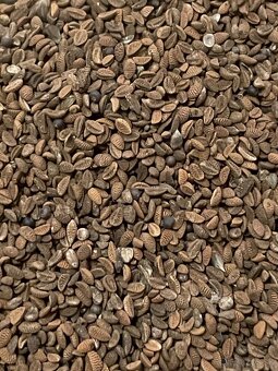 Facélia vratičolistá - 2