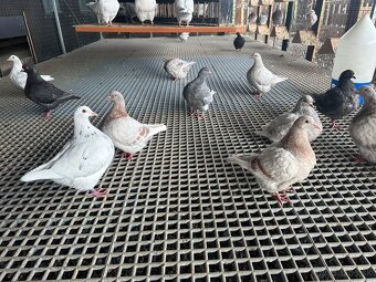 Holuby Texan , texany - 2