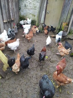 Ponúkam sliepky,mladky, kohúty, rôznych druhov - 2