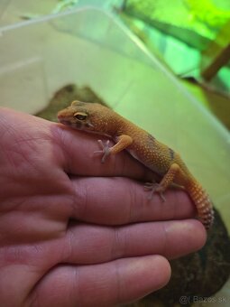 Gekončik nočný - 2