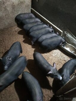 Vietnamské prasiatka - 2