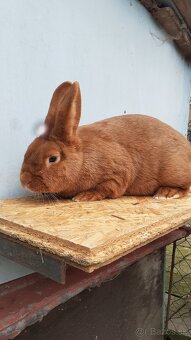 Novozélandský červený - 2