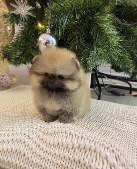 Pomeranian mini DeLuxe - 2