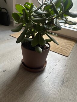 Izbové rastliny/kvety - 2