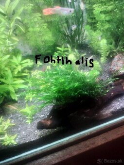 Predávam machy a rastlinky do akvaria - 2