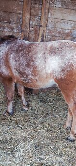 Jazdeckeho kobylu - 2