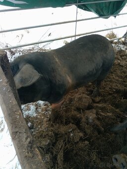 Prešticka mašica. - 2