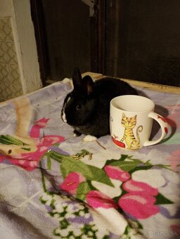 Predám zajačikov a morčiatka. - 2