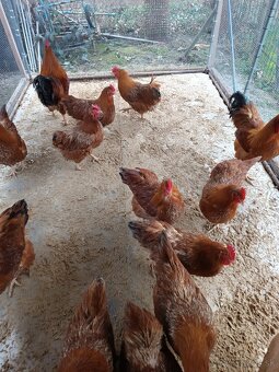 Predám sliepky Hempšir - 2