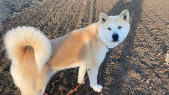 Darujem Akita Inu - 2