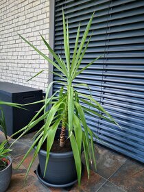 Yucca obrovská (Juka gigantea) - 2