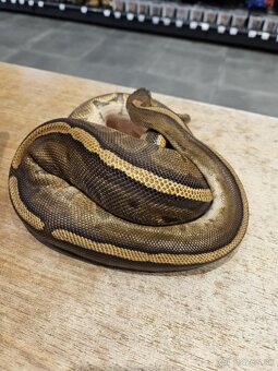 Python regius - 2