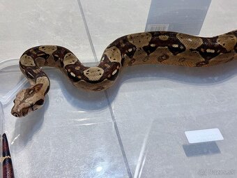 Velhad kralovsky / boa constrictor - 2