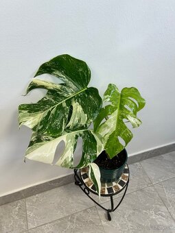 Monstera deliciosa albo variegata - 2