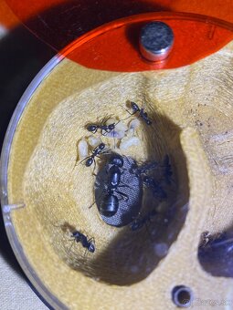 Camponotus vagus - 2