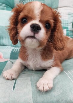 Cavalier Cavalier king Charles spaniel - 2