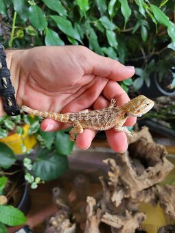 Agama bradatá - 2