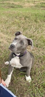 Americký Bully XL - 2