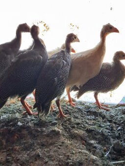 Perličky modré prilbaté - 2