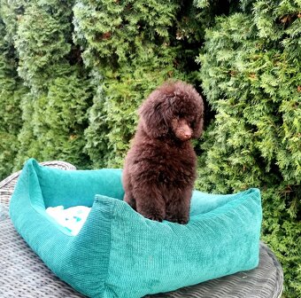 Pudel s preukazom pôvodu čokoládový - 2