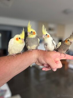 Korela ručne dokrm Maznačik - 2