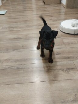 Predám šteniatka JAGDTERRIÉRA - 2