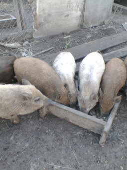 Vietnamské odstavčatá - 2