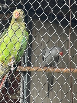 Predám andulky,spevavé Alexandre ,papagájov nadhern - 2