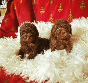 Pudel toy chocolate - 2