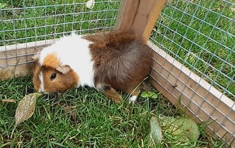 Morské prasiatka - 2