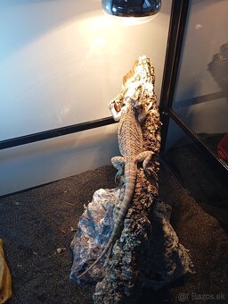 Predám Bradatu Agamu - 2