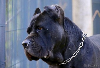 Cane Corso s PP FCI - SAMEC - 2