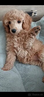 Pudel ( pudlik ) s pp MADA fenka - 2