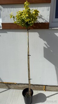 Bršlen fortuneov Emeral Gold, na kmienku 125 cm - 2