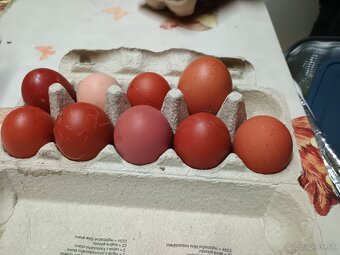 Predám domáce vajíčka z voľného výbehu - 2