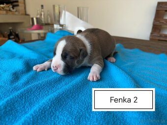 Šteniatka Americký stafordšírský teriér, staford, staffy - 2
