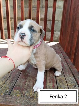 Šteniatka Americký stafordšírský teriér, staford, staffy - 2